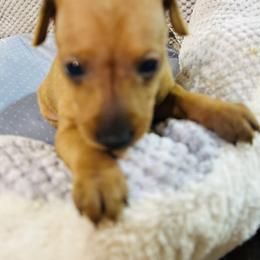 Boy 1 - male Miniature Pinscher puppy in Humboldt, Arizona from Nizhoni Miniature Pinschers of ARIZONA