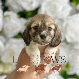 Rumi - Cream female Dachshund puppy in Palm Bay, Florida from Life With Mini Paws