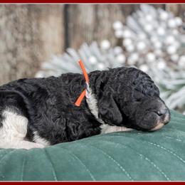 Sloan - Black and tan male Cockapoo puppy in Connersville, Indiana from Deaz Doodle Ranch