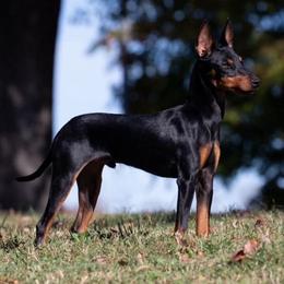 Manchester Terrier All Grown Up from Burmack Manchester Terriers