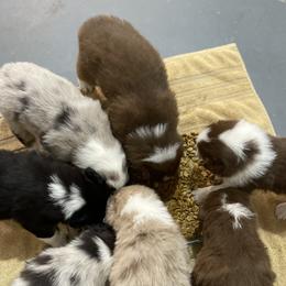 Australian Shepherds from AD's Australian Shepherds