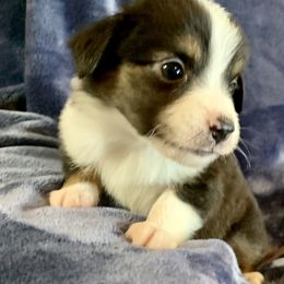 Miniature Australian Shepherd Puppies from Rowdy Ranch Tx