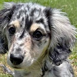 Dachshunds from Southern Grace Doxies
