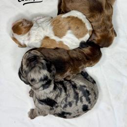 Cockapoo puppies from Rocky Road Puppies