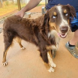 Frank - Australian Shepherd