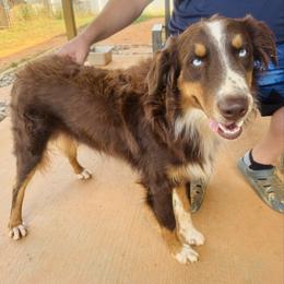 Frank - Australian Shepherd