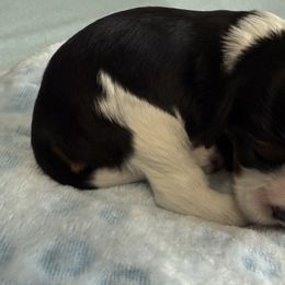 Boy 1 - Tri-color male Cavalier King Charles Spaniel puppy in Clintonville, Wisconsin from Whispering Meadows Performances Horses and Cavalier King Charles Spaniels