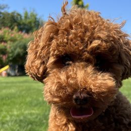 Dolly - Goldendoodle