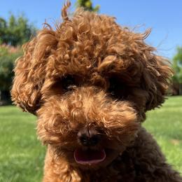 Dolly - Goldendoodle