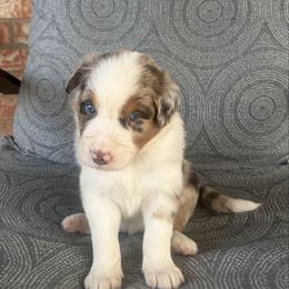 Phoenix - Red merle male Australian Shepherd puppy in Cypress, Texas from Cypress Aussies
