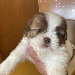 Boy 2 - Black and white male Shih Tzu puppy in Troy, Michigan from "Shihtzu Best Friend"