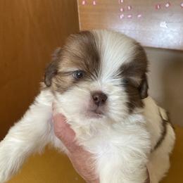 Boy 2 - Black and white male Shih Tzu puppy in Troy, Michigan from "Shihtzu Best Friend"