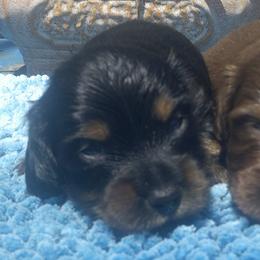 DBs Hermann Goetz - Black and cream male Dachshund puppy in Summerfield, Florida from D & B Ranchette