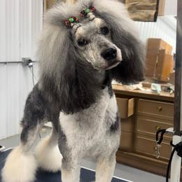 Gigi - Poodle