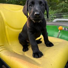 Gray collar - - Black male Labrador Retriever puppy in Chesapeake, Virginia from Dixie Creek Retrievers