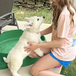 Berger Blanc Suisse and German Shepherd Puppies from Scenic Creek German Shepherds and White Swiss Shepherds