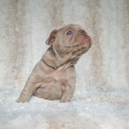 Purple Collar Girl - Blue female French Bulldog puppy in Melba, Idaho from Frost's Frenchies