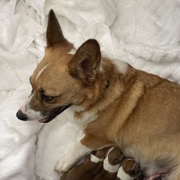 Chica - Pembroke Welsh Corgi
