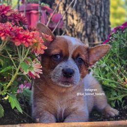 (Yellow) Peggy - Red speckled female Australian Cattle Dog puppy in Burleson, Texas from Bluebonnet Heelers