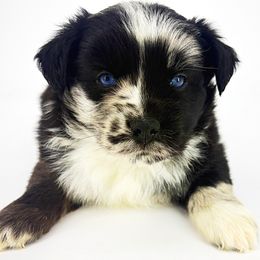 Henry - Blue merle male Miniature Australian Shepherd puppy in Smithville, Arkansas from Cooper Creek Aussies