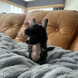 Boy 3 - male Chinese Crested puppy in Salt Lake City, Utah from Naked & Famous