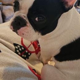 Peony - French Bulldog
