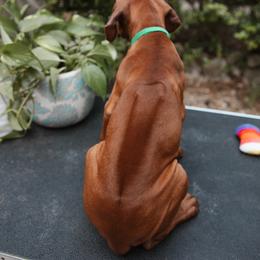 Rhodesian Ridgeback Puppies from African Legends Rhodesian Ridgebacks
