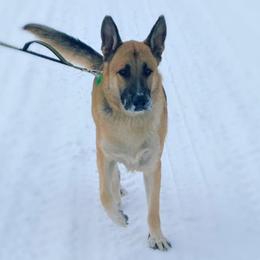 German Shepherd Puppies from K & Q Shepherds
