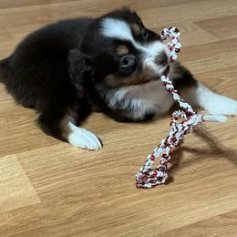 Jovie - Red tri-color female Australian Shepherd puppy in Butler, Georgia from Aussies at Howling Hill Farm