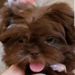 Goldendoodle and Shih Tzu Puppies from Angel Companions Farm