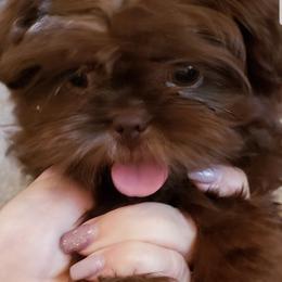 Goldendoodle and Shih Tzu Puppies from Angel Companions Farm