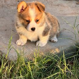 Sunny - Sable female Pembroke Welsh Corgi puppy in Millsap, Texas from Punchy Pembroke Ranch