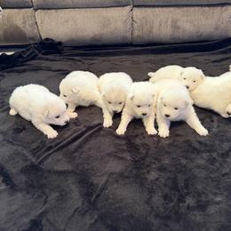 Girl 1 - White female Samoyed puppy in Glasgow, Kentucky from Bluegrass Samoyeds