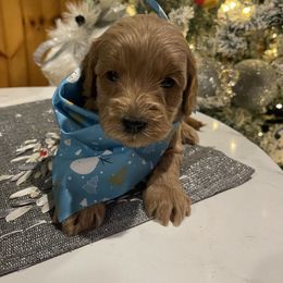 Dasher - Red  female Goldendoodle puppy in Home, Pennsylvania from Plum Creek Acres Next Generation