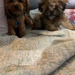 Shorkie All Grown Up from Roover's Oklahoma Shorkies