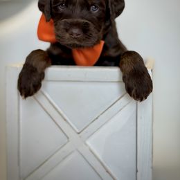 Orange Collar Boy - Chocolate male Australian Labradoodle puppy in Wake Forest, North Carolina from Lucky Country Labradoodles