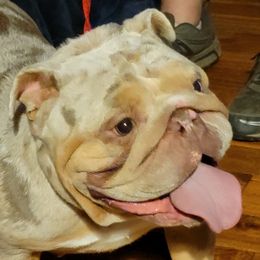 Starr - Bulldog