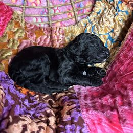 Willow - Phantom Poodle puppy in Philadelphia, Pennsylvania from The Stone’s Poodles