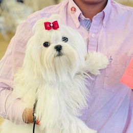 Winter - Maltese
