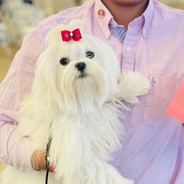 Winter - Maltese