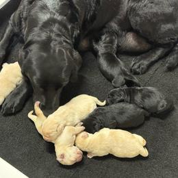 Girl 2 - Yellow female Labrador Retriever puppy in Wilson’s, Virginia from Cedar Hill Farm Labradors