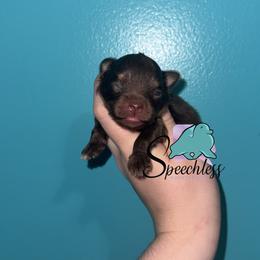 Isabela - Chocolate and tan female Pomeranian puppy in Perry County, Ohio from Speechless Pom’s