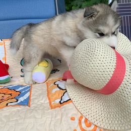 Siberian Husky Puppies from Canace Siberians