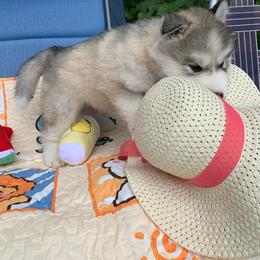 Siberian Husky Puppies from Canace Siberians