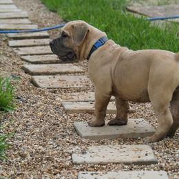 Blue collar - Fawn male Boerboel puppy in Livingston, Texas from Peterbuilt Boerboel