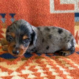 Bella - Dapple female Dachshund puppy in Okeechobee, Florida from HotShot Kennels