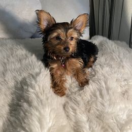 Yorkshire Terrier Puppies from Cutest AKC AZ Yorkies