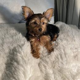 Yorkshire Terrier Puppies from Cutest AKC AZ Yorkies