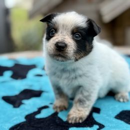 Firecracker - Blue mottled male Australian Cattle Dog puppy in Rosharon, Texas from 4Surge Cattle Dogs