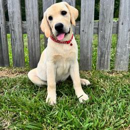 Hunter - Yellow male Labrador Retriever puppy in Marietta, South Carolina from Trust in the Lord Labradors